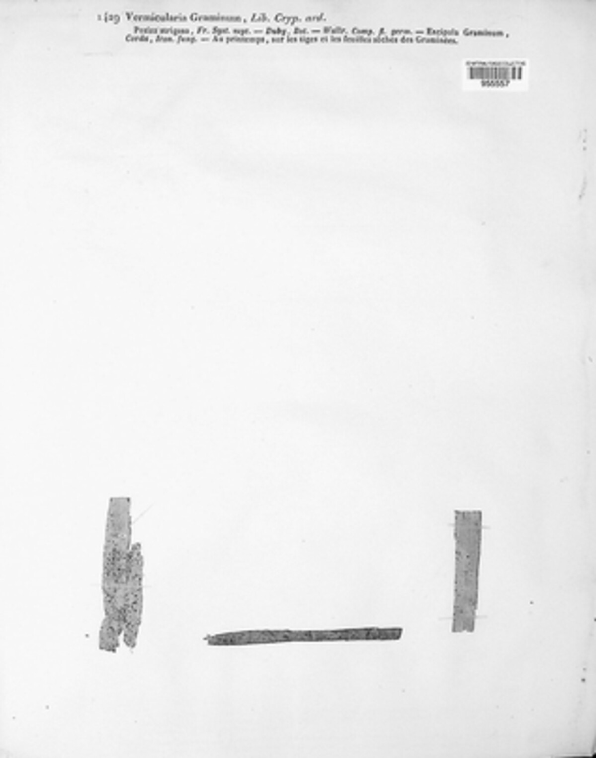 Phomatospora dinemasporium image
